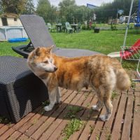 Vends chiots akita inu #5