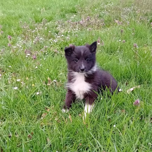 Magnifique et rare chiot poshie (spitz /shetland) #2