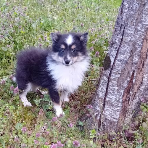 Magnifique et rare chiot poshie (spitz /shetland) #3