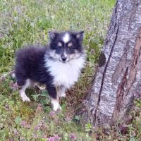 Magnifique et rare chiot poshie (spitz /shetland) #3