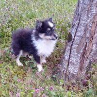 Magnifique et rare chiot poshie (spitz /shetland) #4
