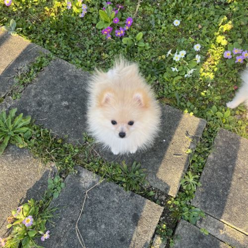 Spitz nain pomeranien