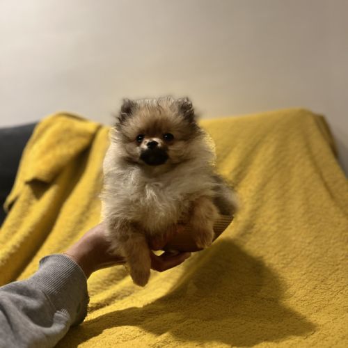 Spitz nain pomeranien