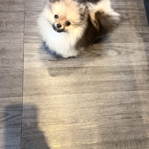 Spitz nain pomeranien #3