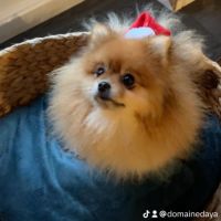 Spitz nain pomeranien #2