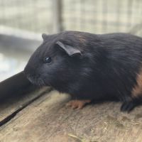 Bébés cochons d'inde (2 soeurs) #0