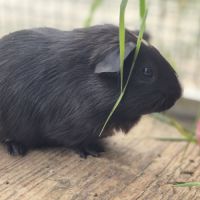 Bébés cochons d'inde (2 soeurs) #2