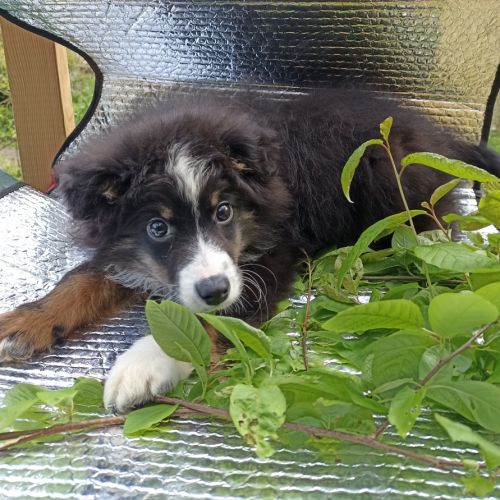 Chiot berger américain miniature #1