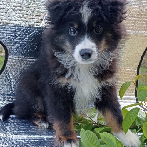 Chiot berger américain miniature