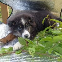 Chiot berger américain miniature #1