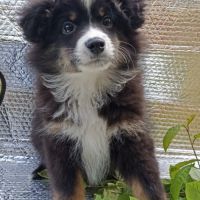 Chiot berger américain miniature #3