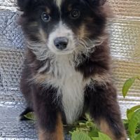 Chiot berger américain miniature #4