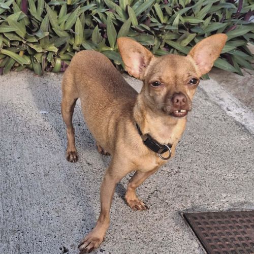 Coco, le pinscher créole #3