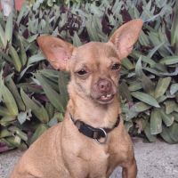 Coco, le pinscher créole #6