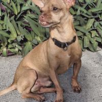 Coco, le pinscher créole #7