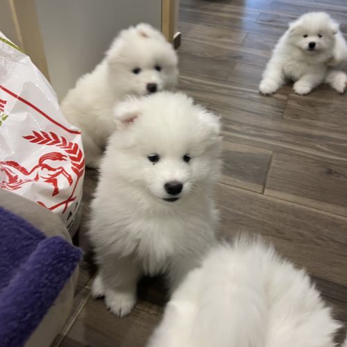 Chiots samoyède