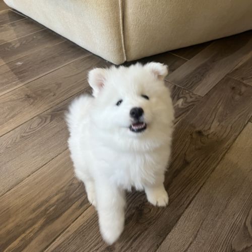 Chiots samoyède #4