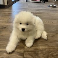 Chiots samoyède #2