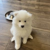 Chiots samoyède #3