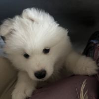 Chiots samoyède #5