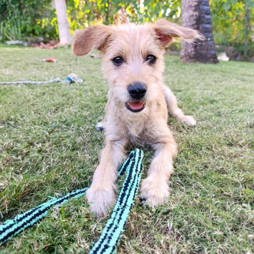 Loki, un vrai compagnon #1