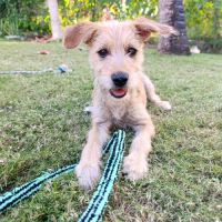 Loki, un vrai compagnon #1