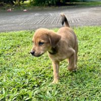 Loki, un vrai compagnon #3