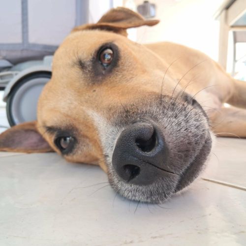 Aïko la douceur des îles #9