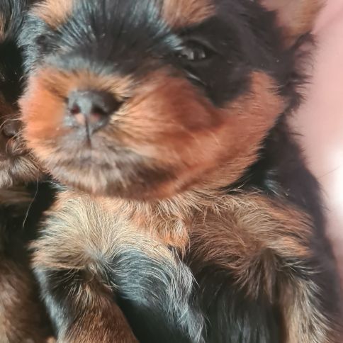 Magnifique   bébés  yorkshire mâles #1