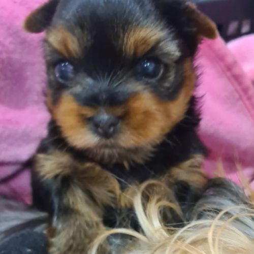 Magnifique   bébés  yorkshire mâles