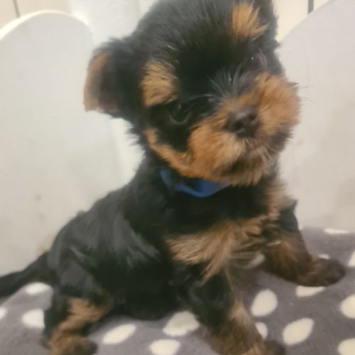Magnifique   bébés  yorkshire mâles