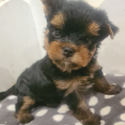 Magnifique   bébés  yorkshire mâles #2