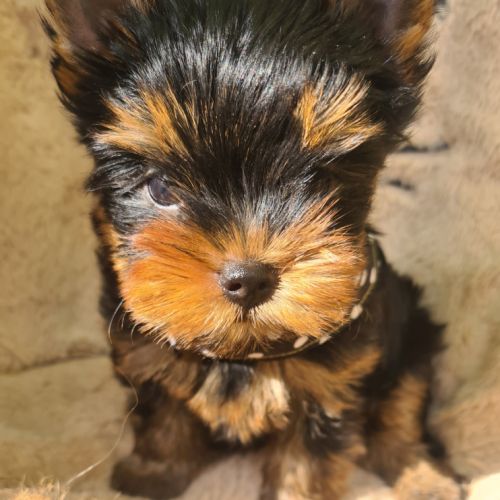 Magnifique   bébés  yorkshire mâles