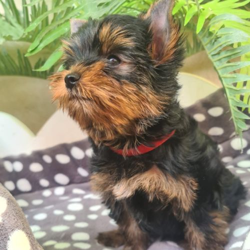 Magnifique   bébés  yorkshire mâles #5