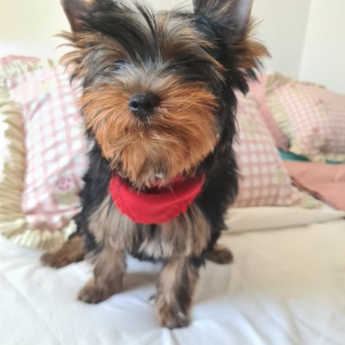 Magnifique   bébés  yorkshire mâles