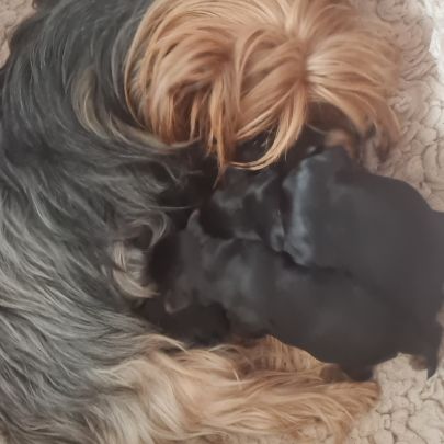 Nouvelle portée  bébés  yorkshire #2