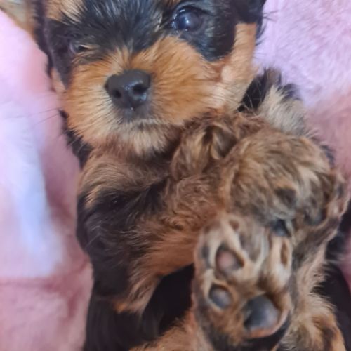 Nouvelle portée  bébés  yorkshire #2