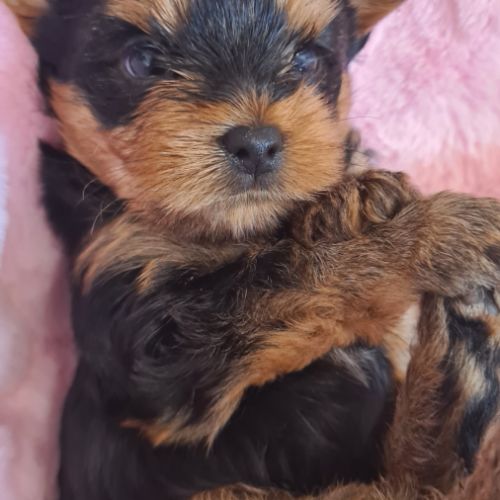 Nouvelle portée  bébés  yorkshire #3