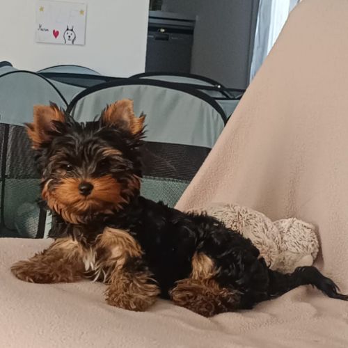 Nouvelle portée  bébés  yorkshire #3