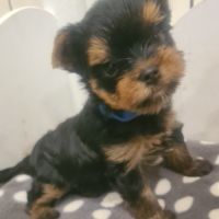 Magnifique   bébés  yorkshire mâles