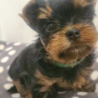Magnifique   bébés  yorkshire mâles #3