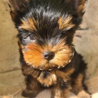 Magnifique   bébés  yorkshire mâles