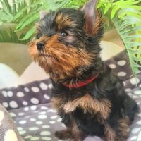 Magnifique   bébés  yorkshire mâles #5