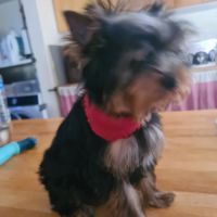 Magnifique   bébés  yorkshire mâles #1