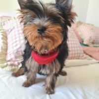 Magnifique   bébés  yorkshire mâles #0