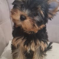 Nouvelle portée  bébés  yorkshire #0