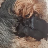 Nouvelle portée  bébés  yorkshire #2