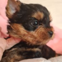 Nouvelle portée  bébés  yorkshire