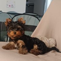 Nouvelle portée  bébés  yorkshire #3