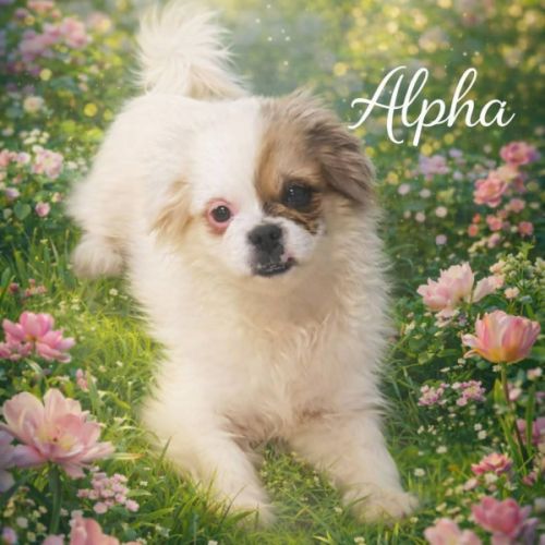 Alpha épagneul tibétain male